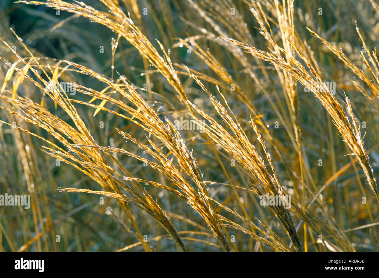 Miscanthus sinensis Yakushima Dwarf Stock Photo - Alamy