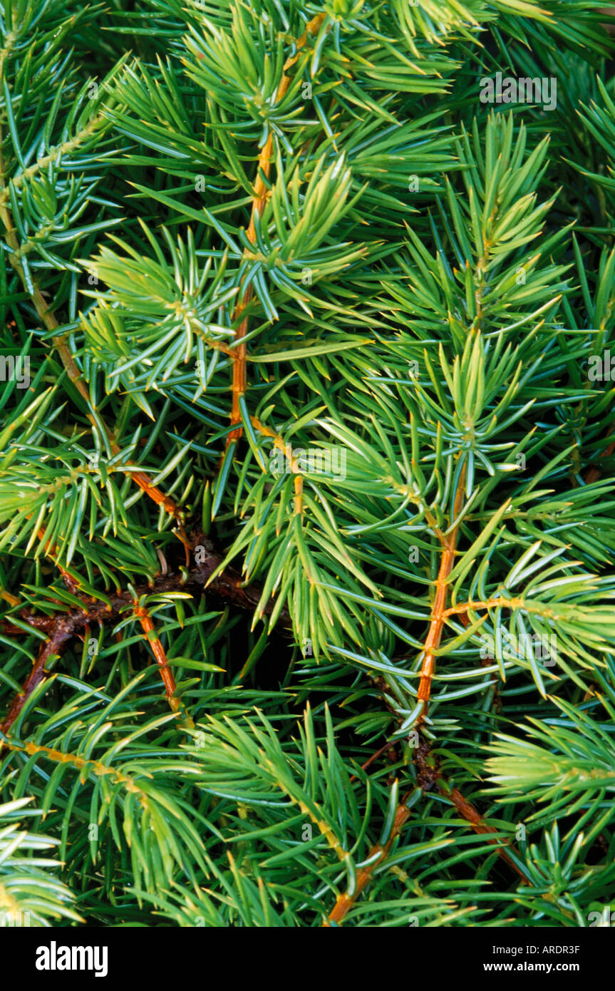 Juniperus conferta Stock Photo
