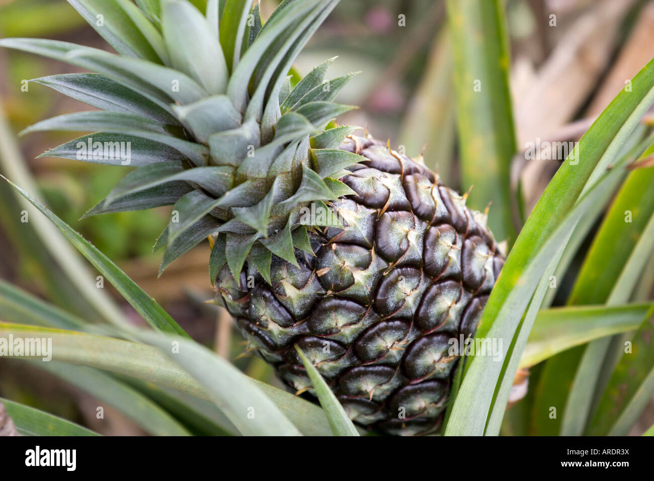 pineapple Stock Photo