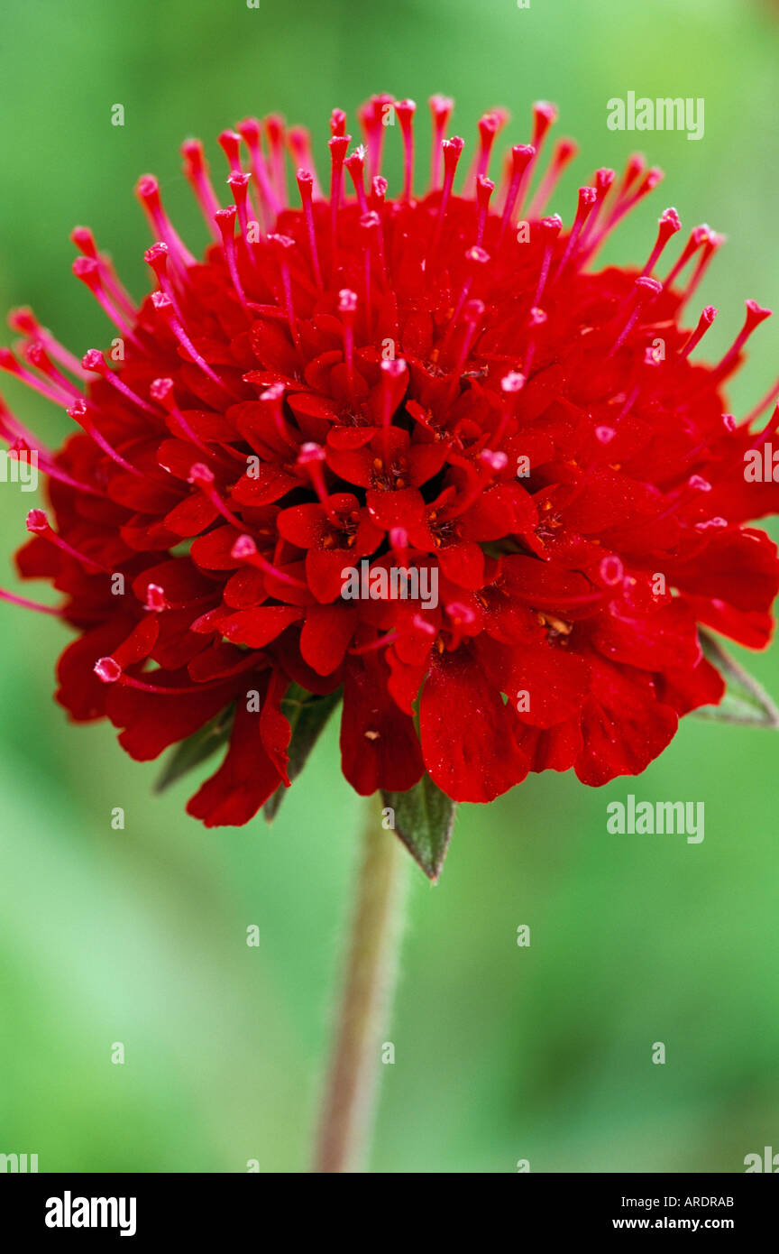 Knautia macedonica Stock Photo - Alamy