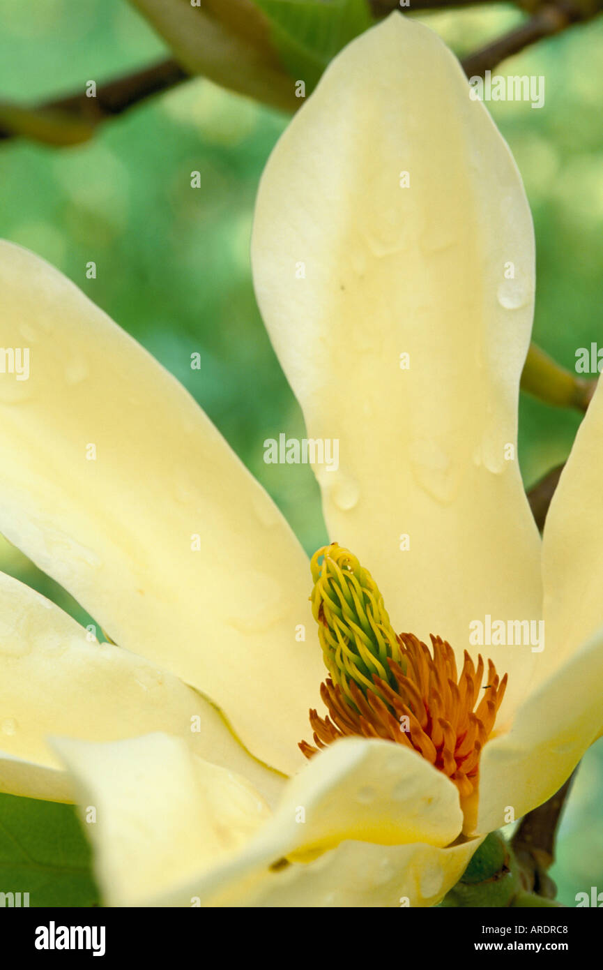 Magnolia elizabeth hires stock photography and images Alamy
