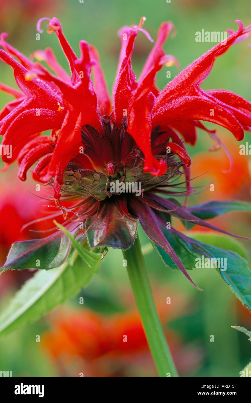 Monarda Squaw Stock Photo