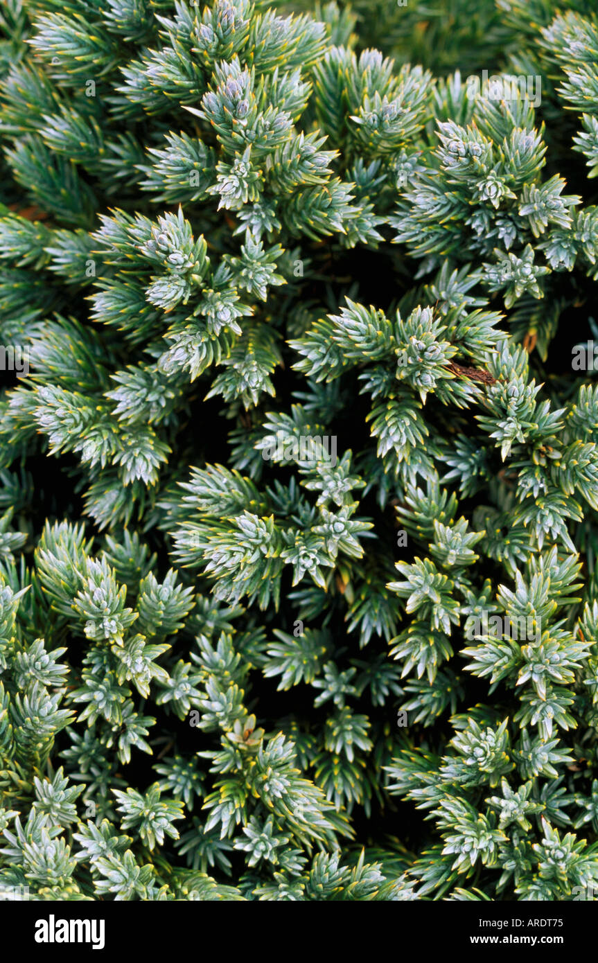 Juniperus squamata Blue Star Stock Photo