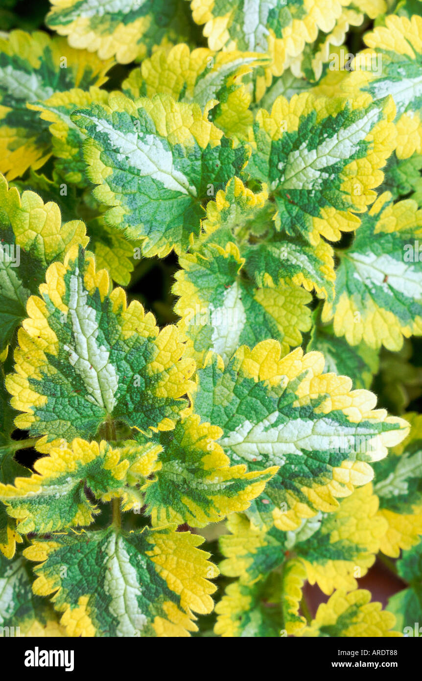 Lamium Golden Anniversary Stock Photo