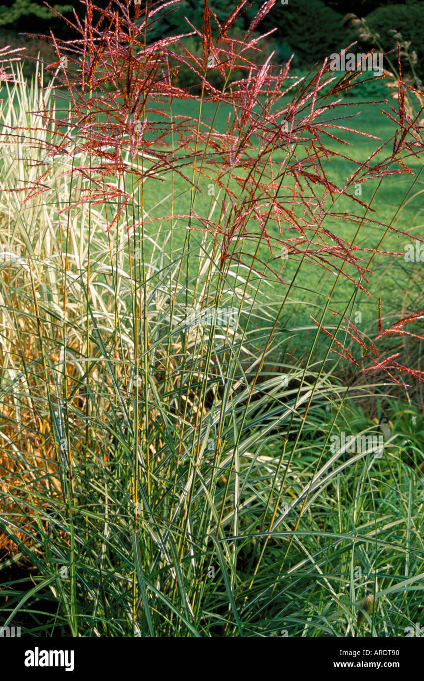 Miscanthus sinensis Ferne Osten Stock Photo