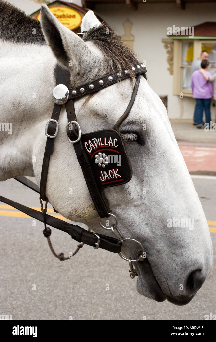 Helen USA horse in carriage gear Stock Photo Alamy