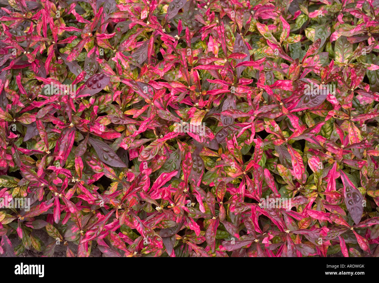 Alternanthera ficoidea versicolor flower close up Stock Photo