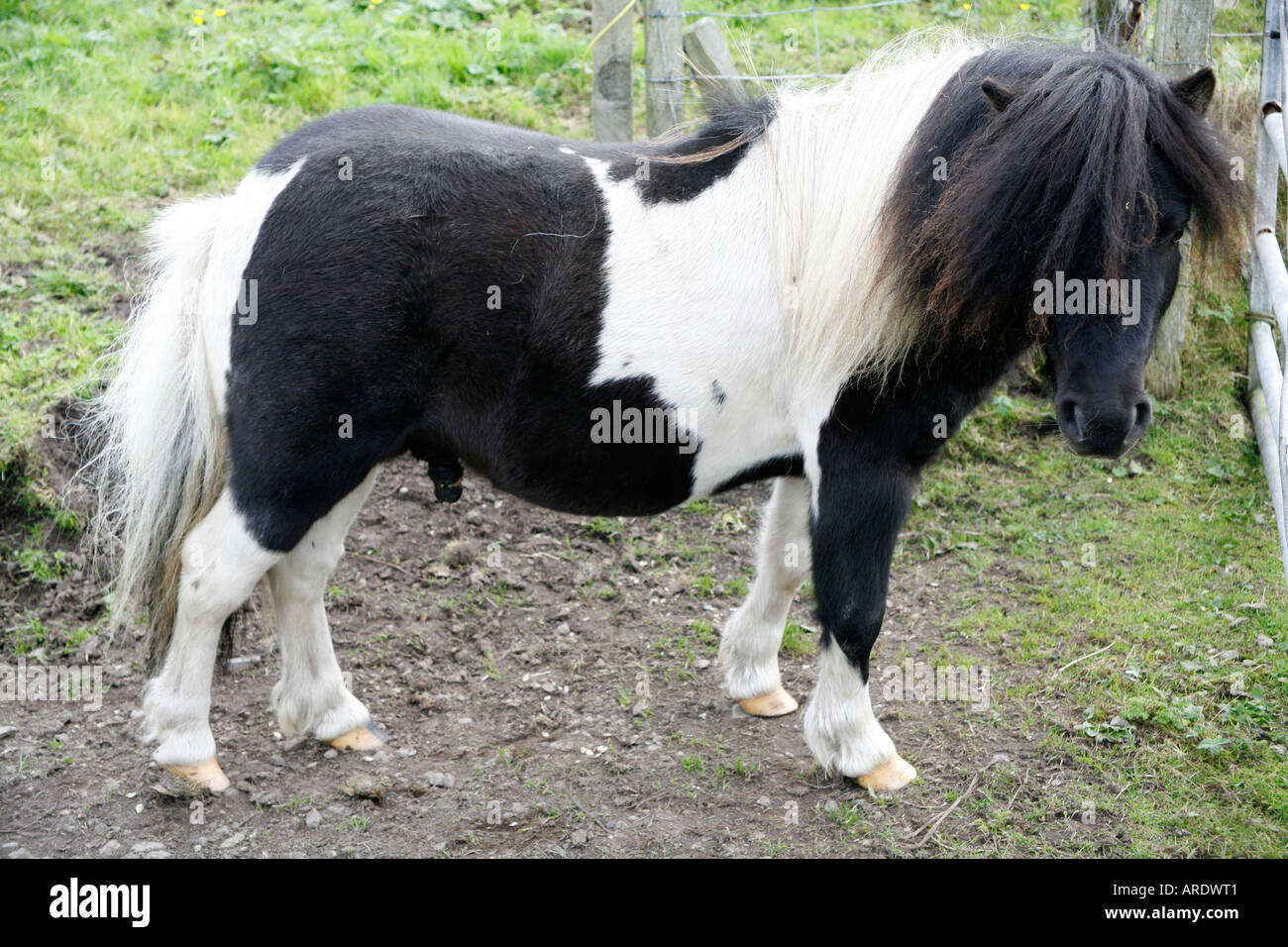 Shetland pony near Lerwick, Shetland Isles, Scotland Stock Photo
