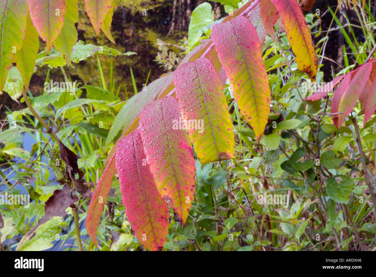 Staghorn Sumac leaves (Rhus typhina) during the autumn months in New