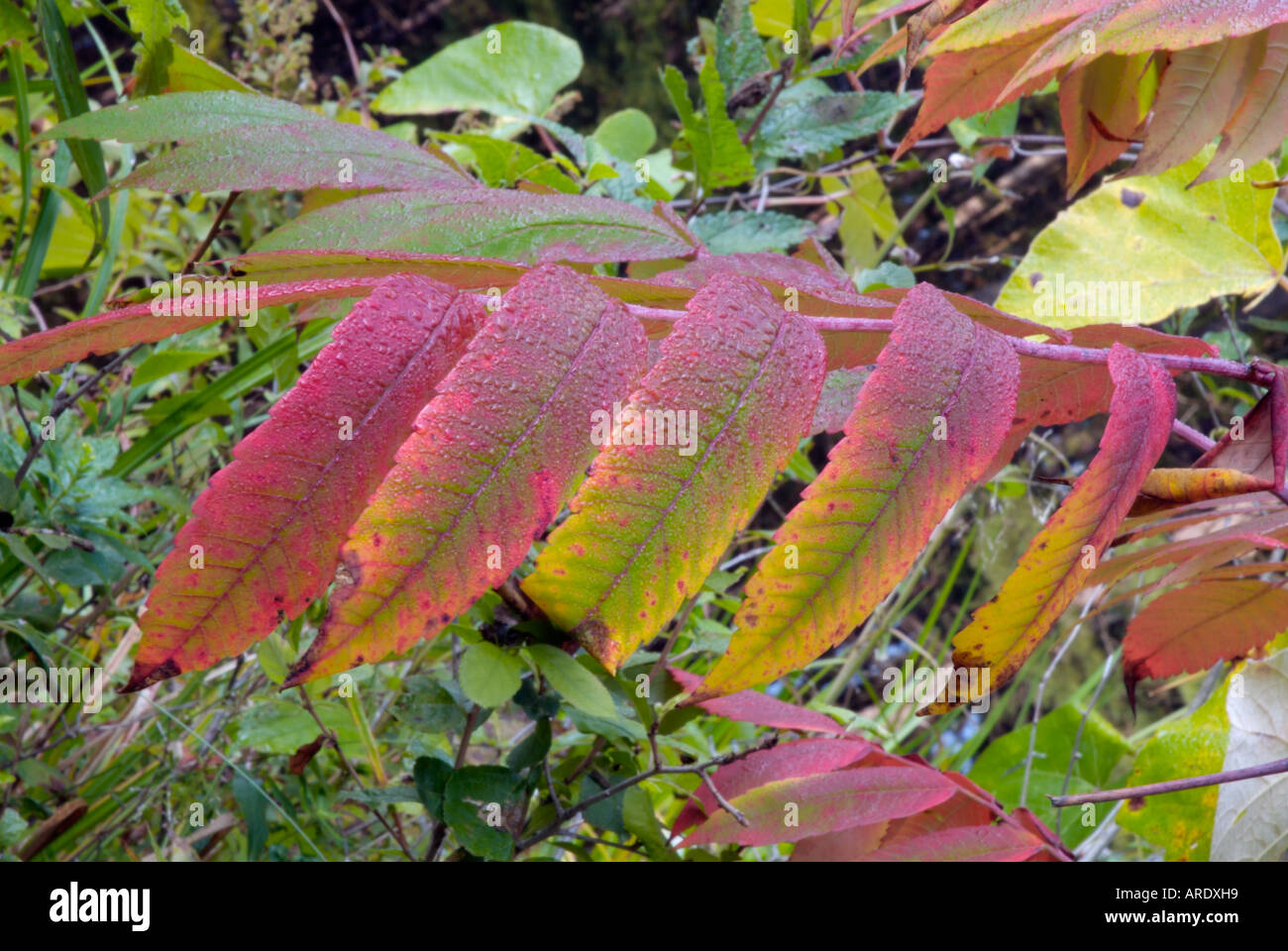 Staghorn Sumac leaves (Rhus typhina) during the autumn months in New