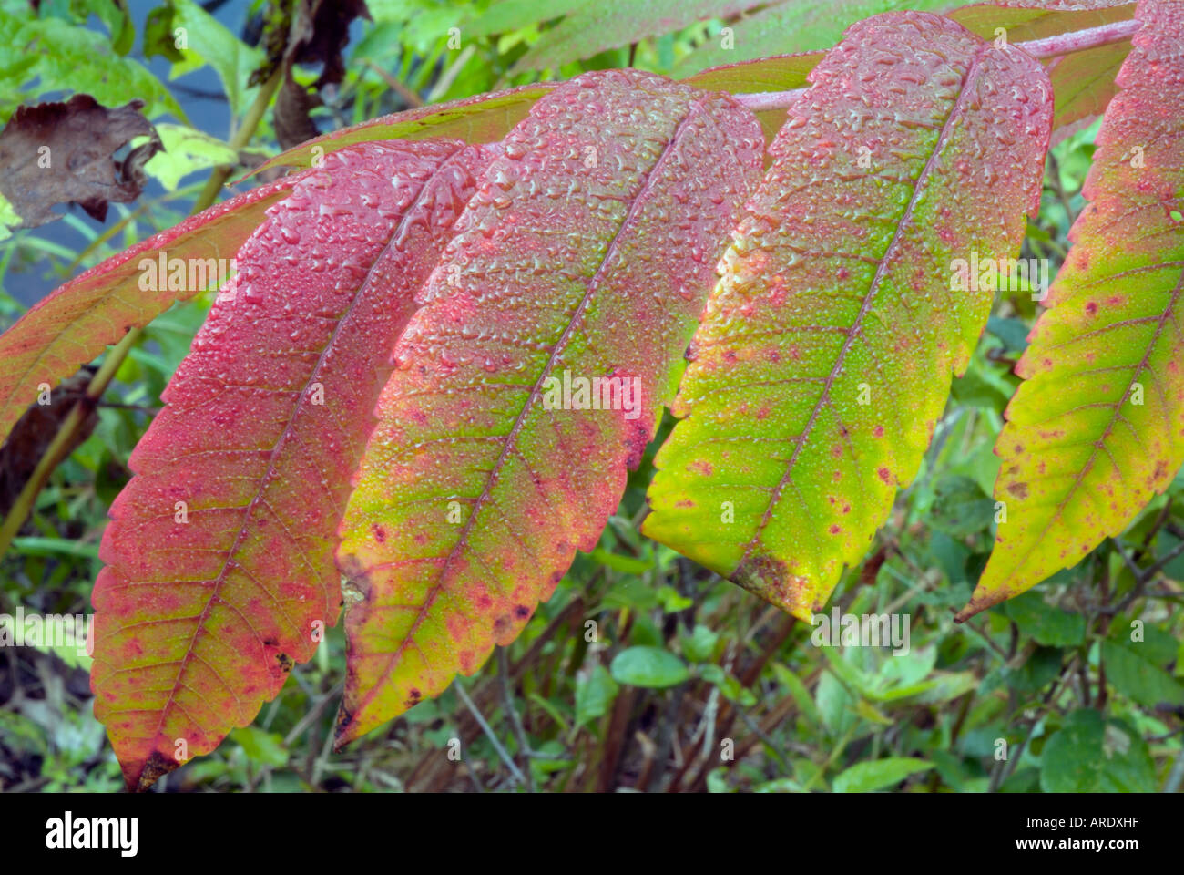 Staghorn Sumac leaves (Rhus typhina) during the autumn months in New
