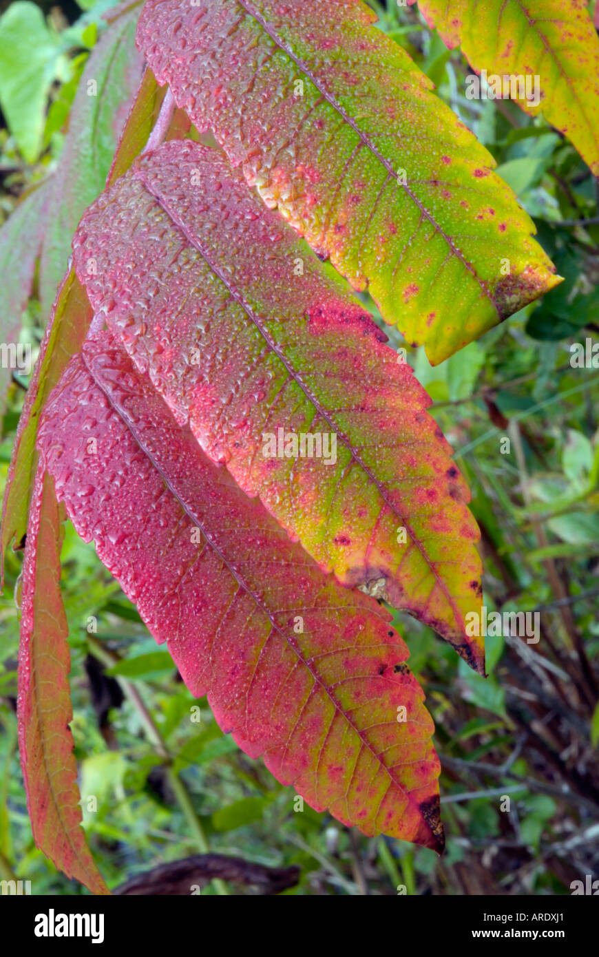 Staghorn Sumac leaves (Rhus typhina) during the autumn months in New