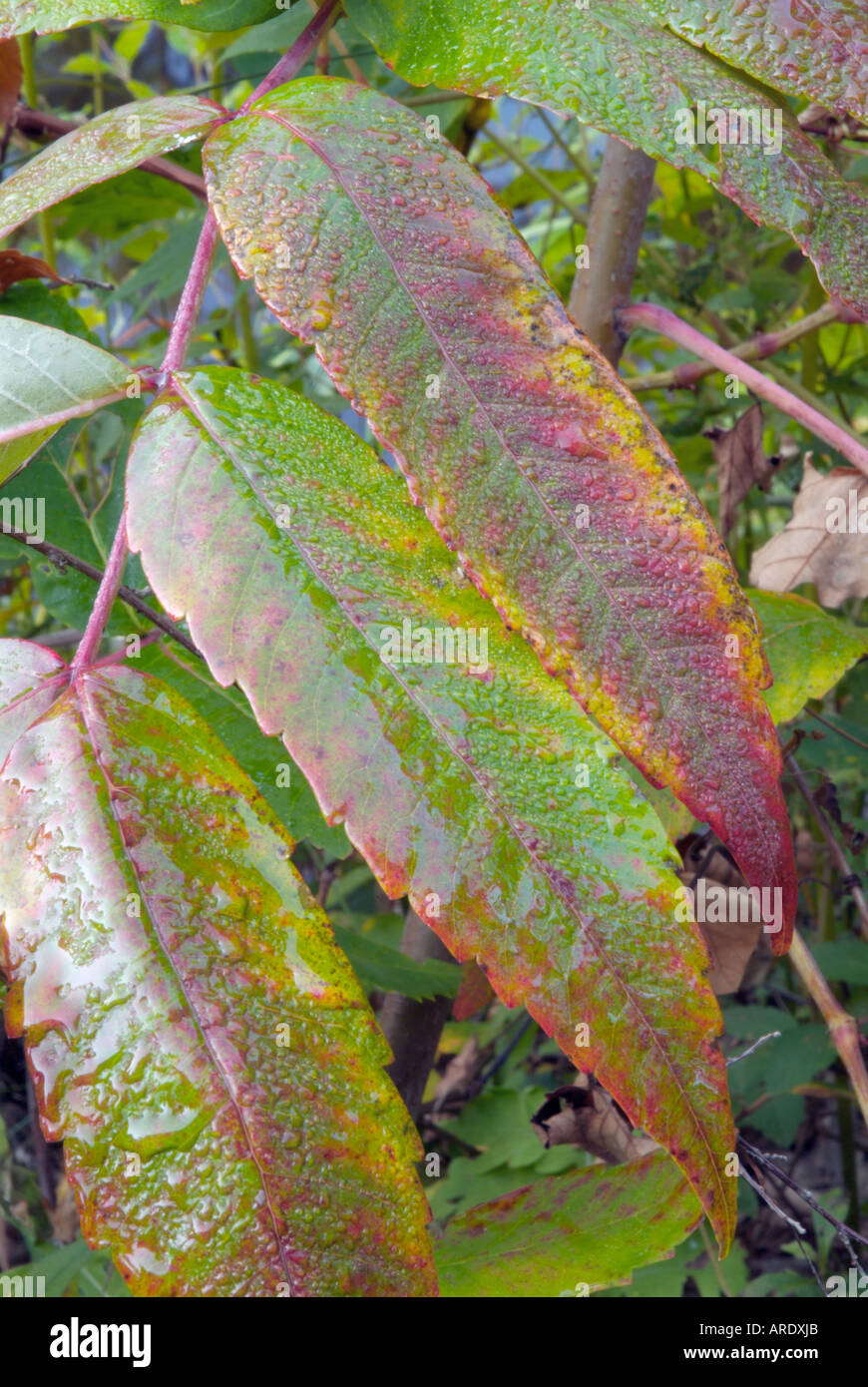 Staghorn Sumac leaves (Rhus typhina) during the autumn months in New