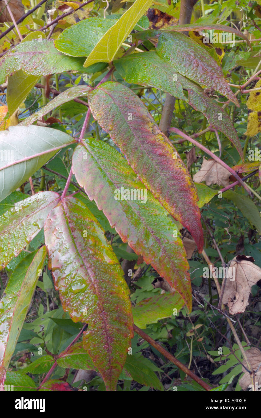 Staghorn Sumac leaves (Rhus typhina) during the autumn months in New