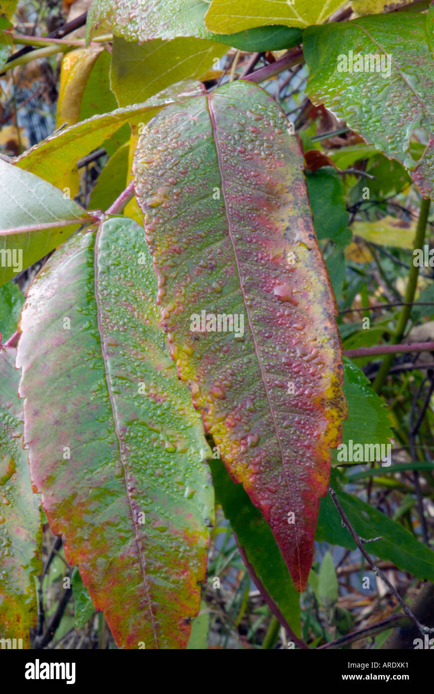 Staghorn Sumac leaves (Rhus typhina) during the autumn months in New