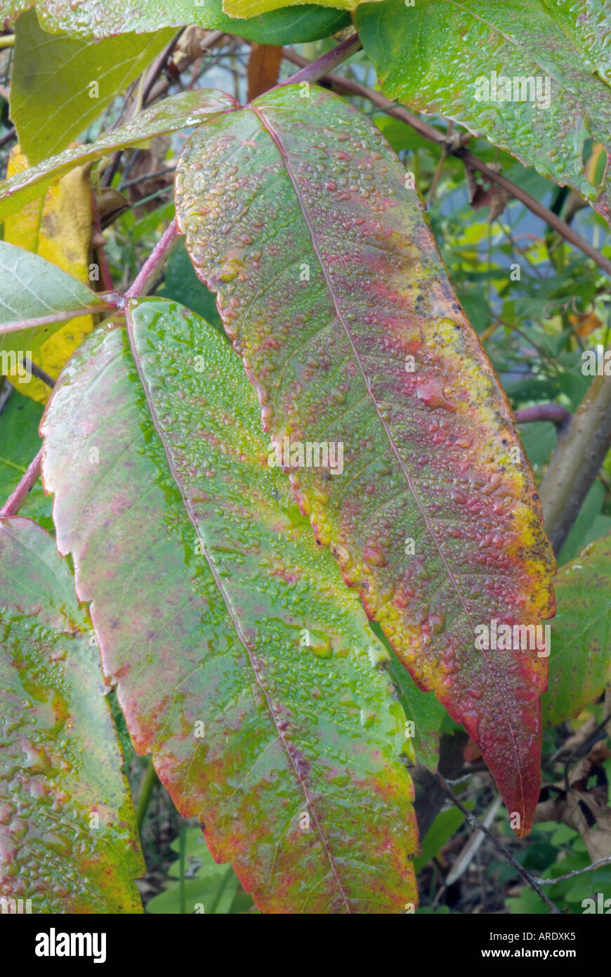 Staghorn Sumac leaves (Rhus typhina) during the autumn months in New