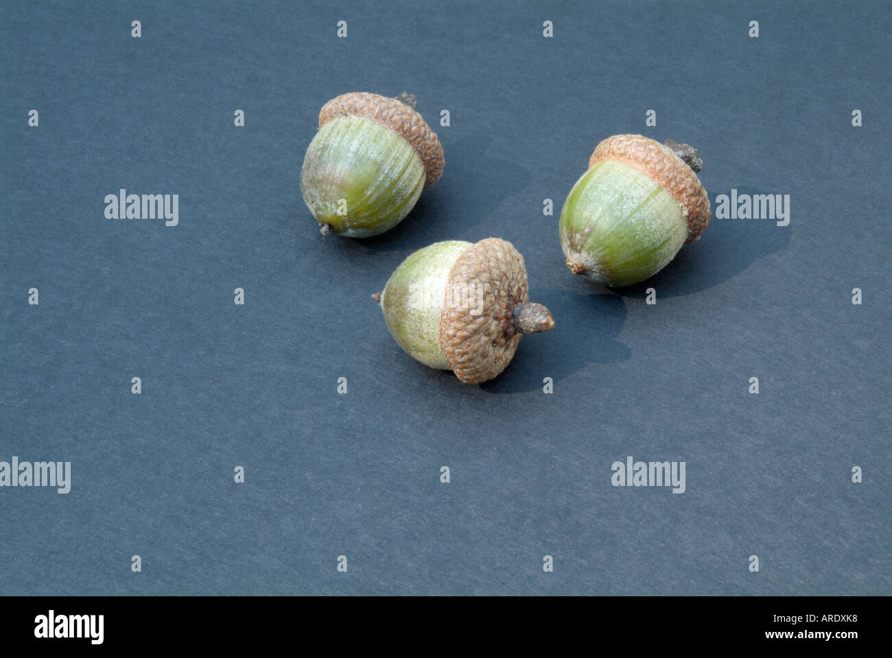 3 green acorns hi-res stock photography and images - Alamy