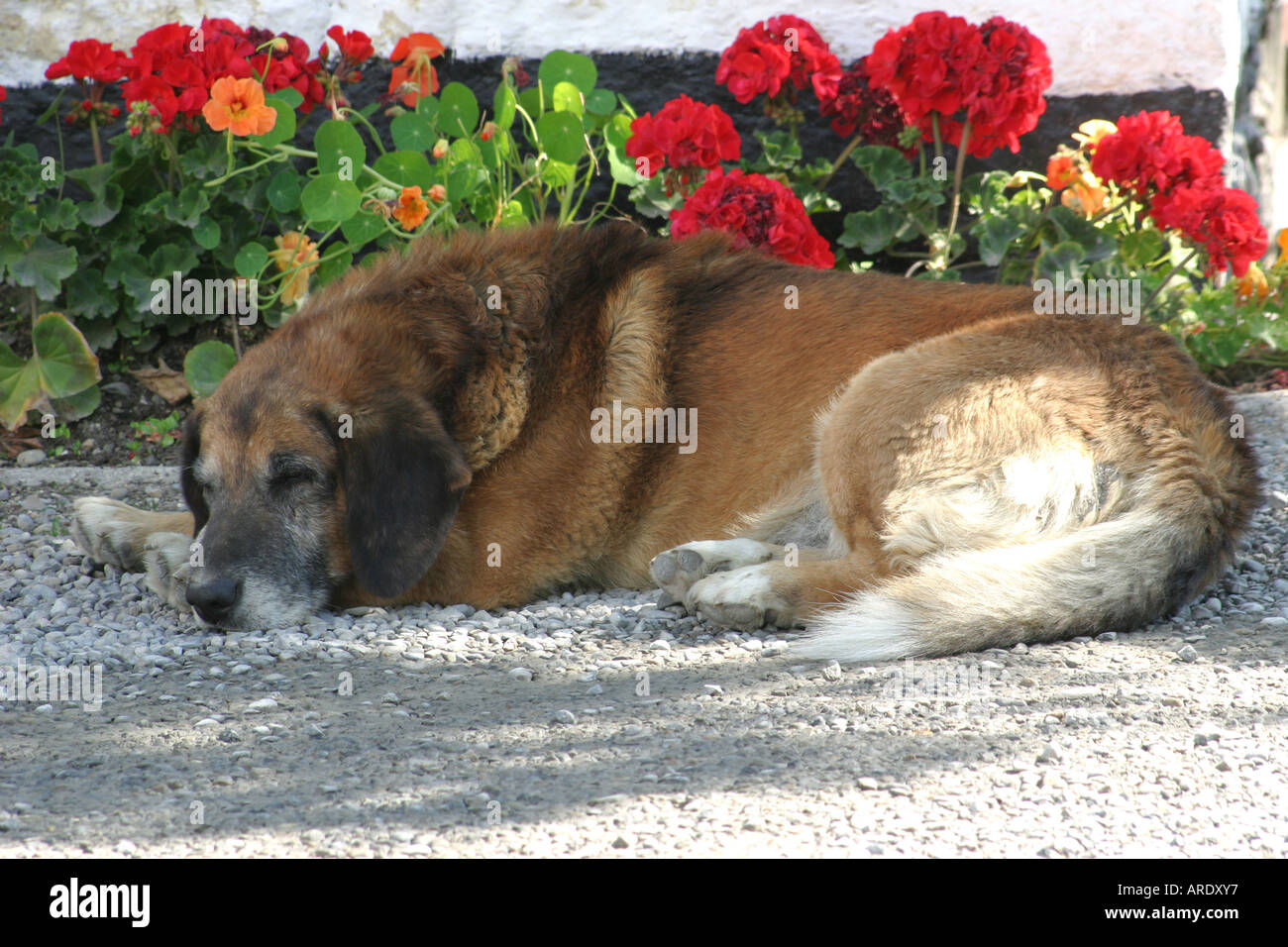 Dog sleeping in the shade of a tree in Avoca village, County Wickow, Ireland Stock Photo