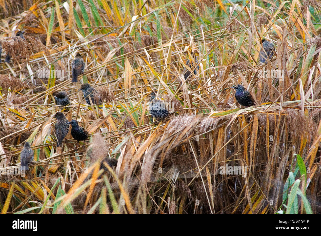 common starling Sturnus vulgaris in the cane field Stock Photo