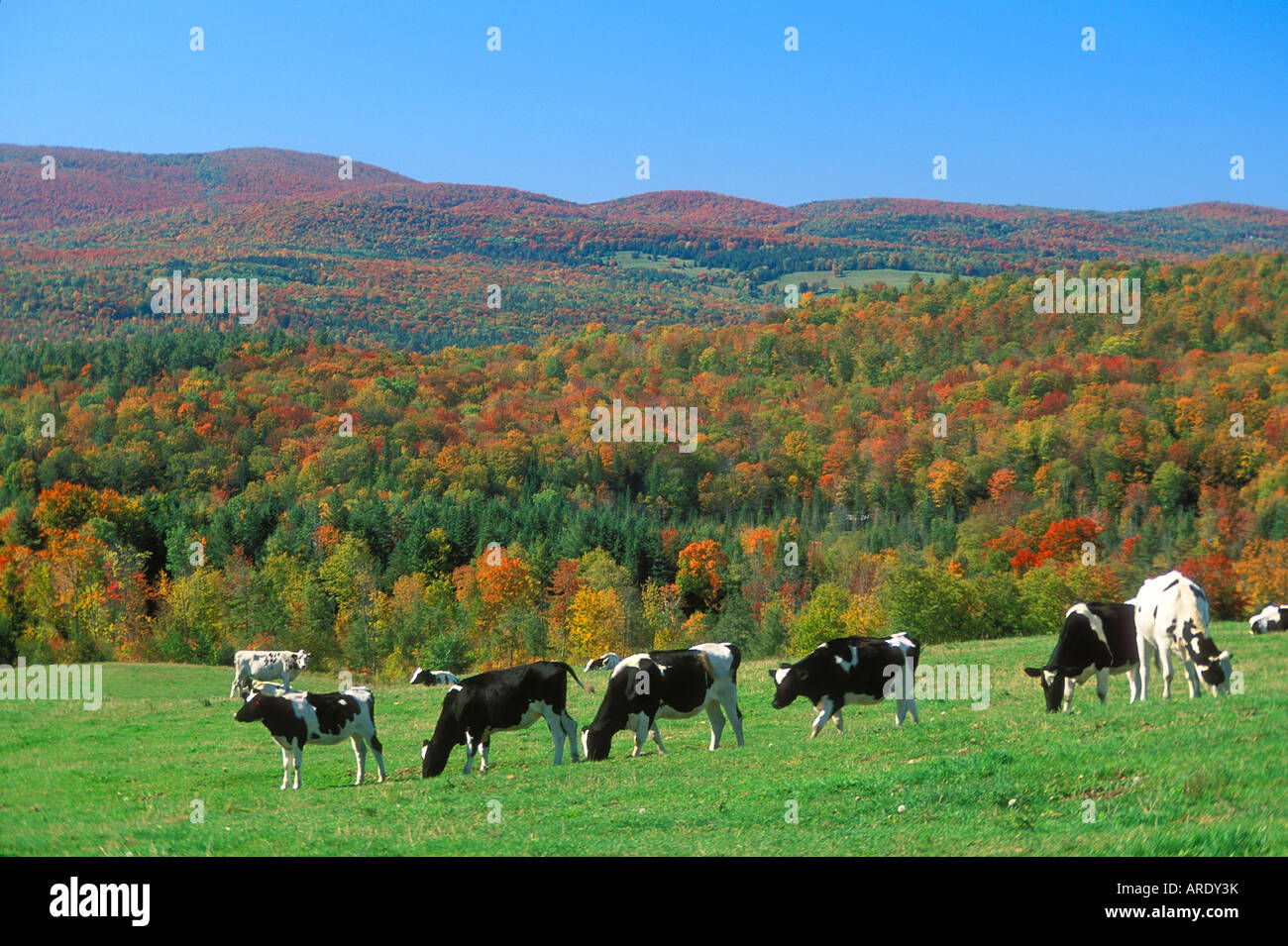 Dairy farm vermont autumn hi-res stock photography and images - Alamy