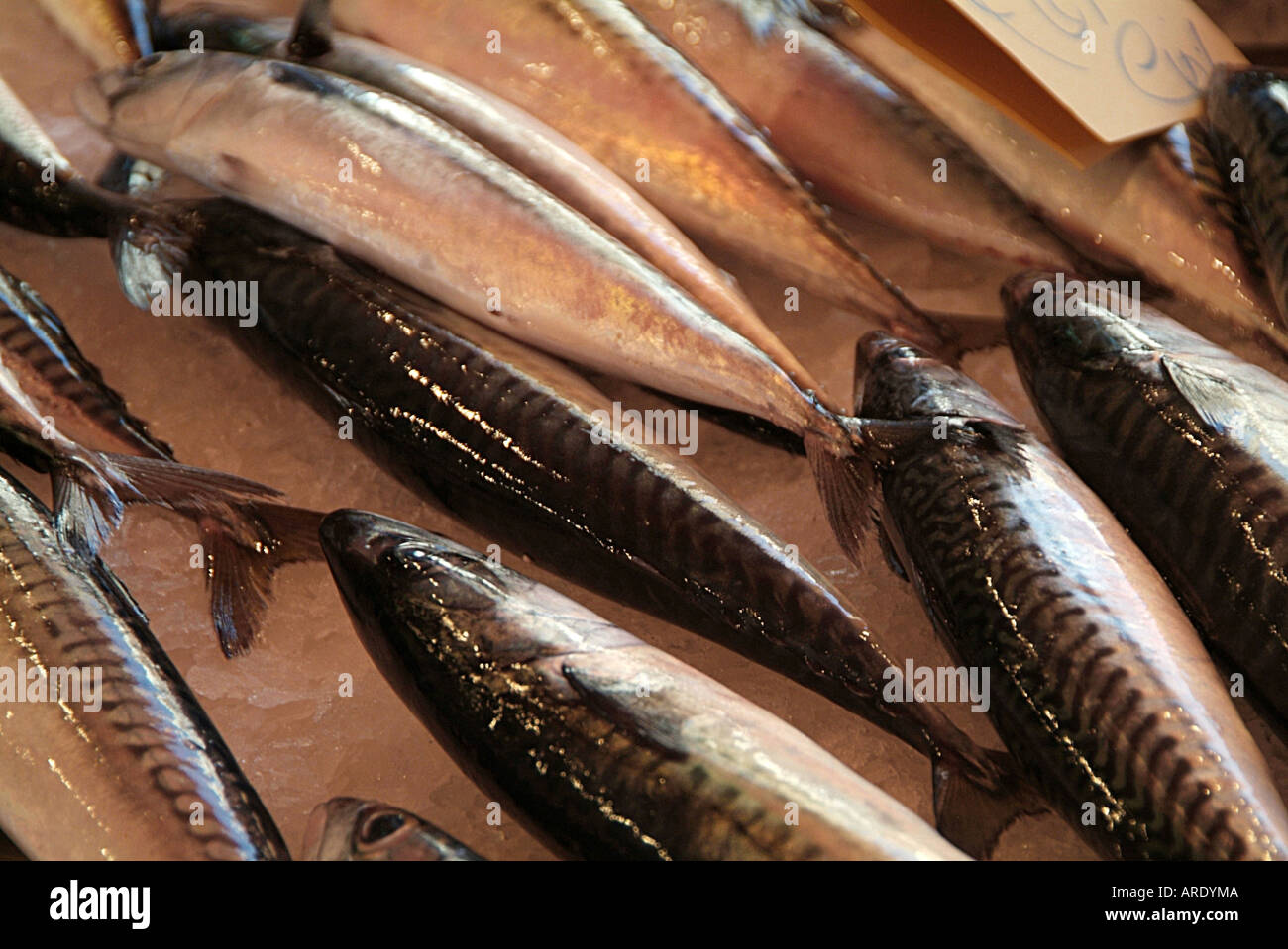 fish, oily Stock Photo