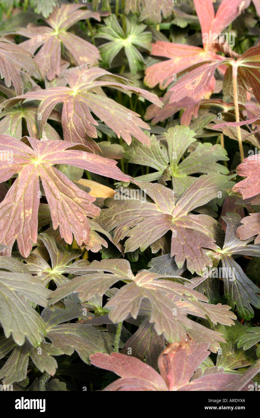Geranium maculatum Espresso foliage in summer Stock Photo