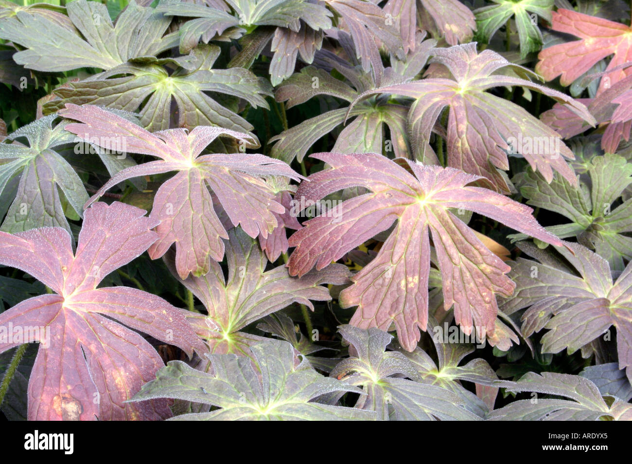 Geranium maculatum Espresso foliage Stock Photo