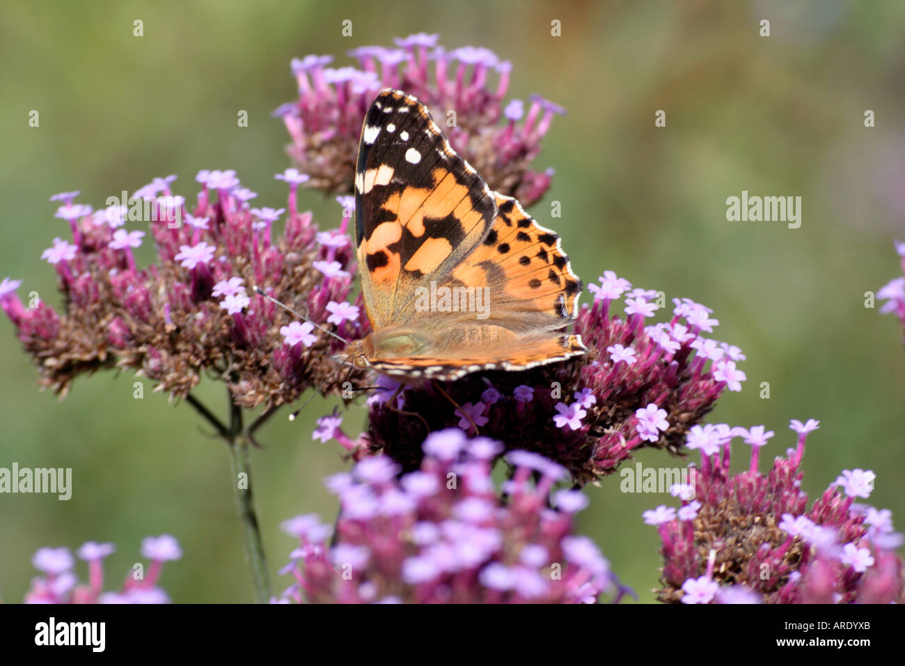 Painted Lady butterfly Vanessa cardui feeding on Verbena bonariensis nectar during late summer in Holbrook garden Devon Stock Photo
