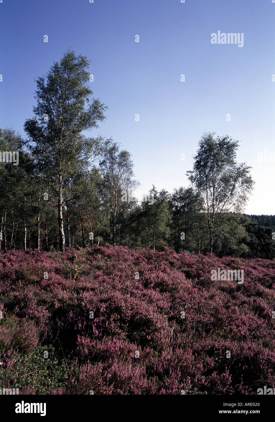Holter Berg im Salland, Heidelandschaft, Stock Photo