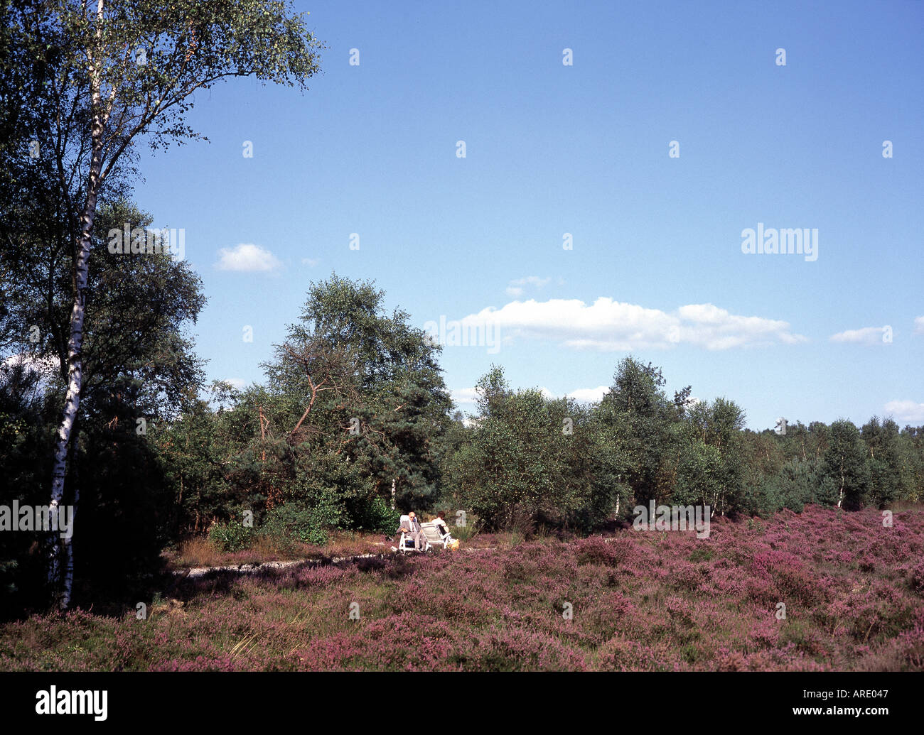 Holter Berg im Salland, Heidelandschaft, Stock Photo