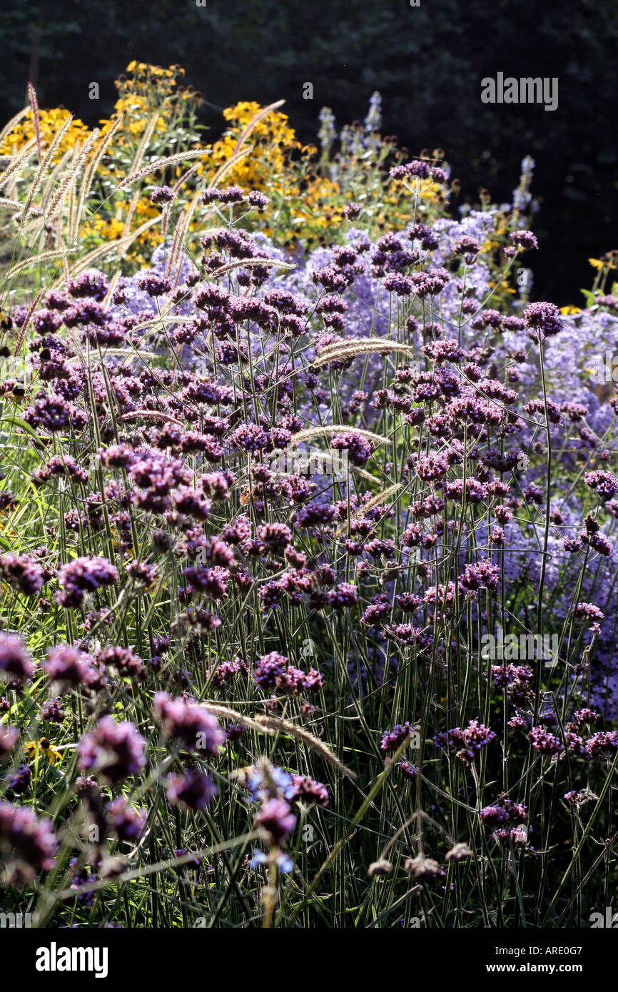 Late September in Holbrook garden and the early morning sun illuminates a naturalistic planting Stock Photo