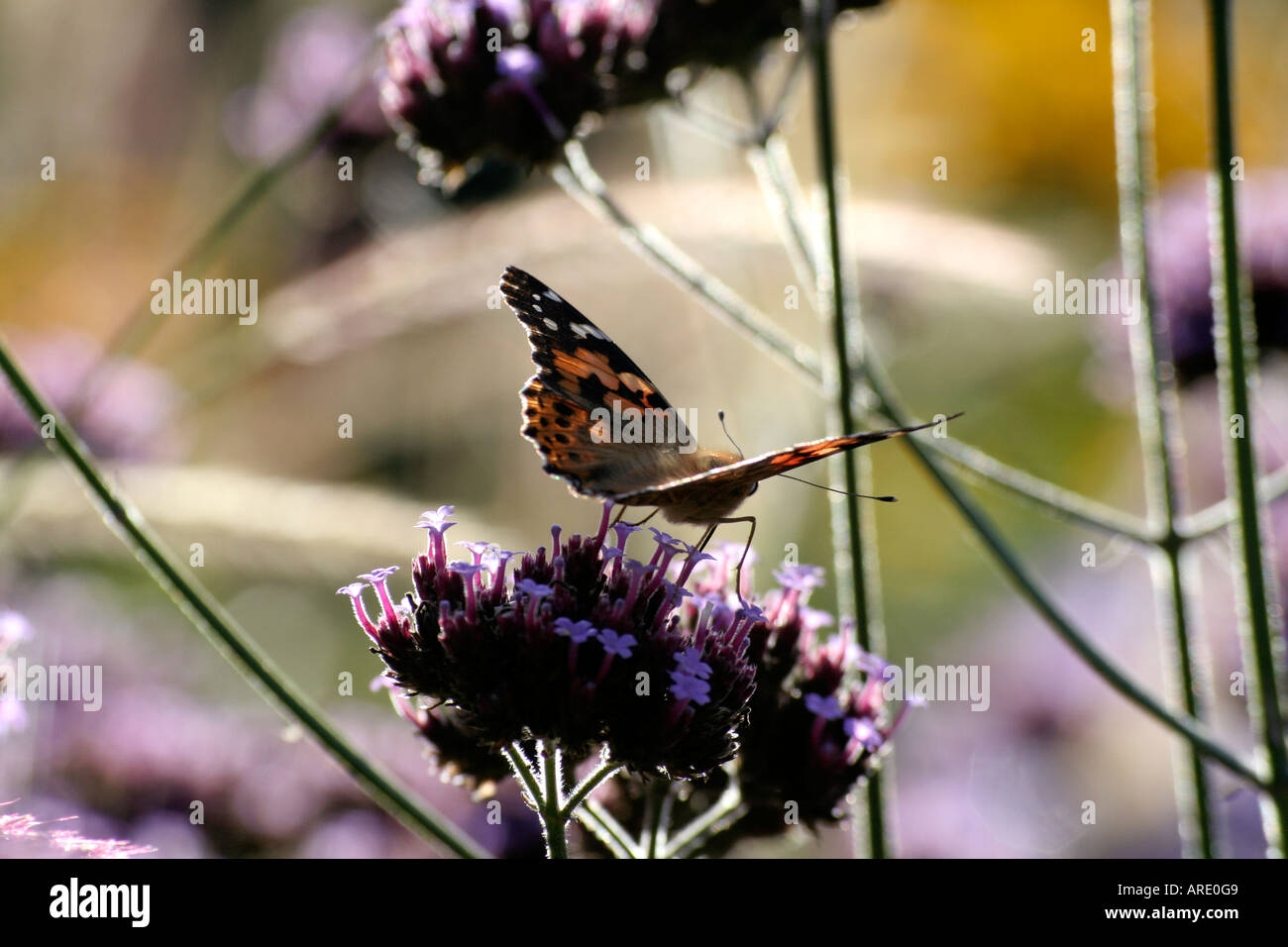 A Painted Lady butterfly Vanessa cardui and late September early morning sunshine on Verbena bonariensis in Holbrook Garden Stock Photo