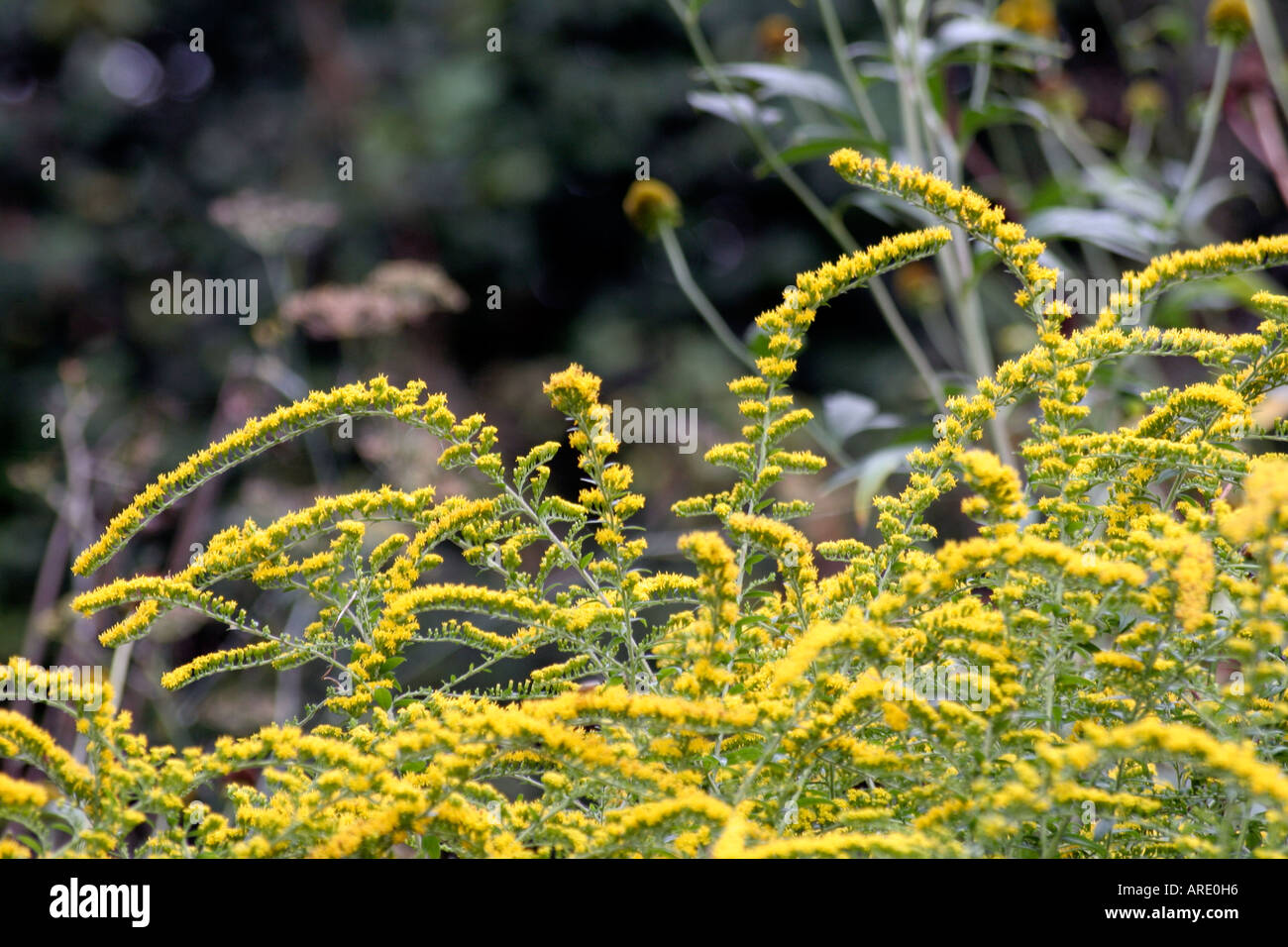 Solidago rugosa Fireworks lives up to its name during late September at Holbrook Garden Devon Stock Photo