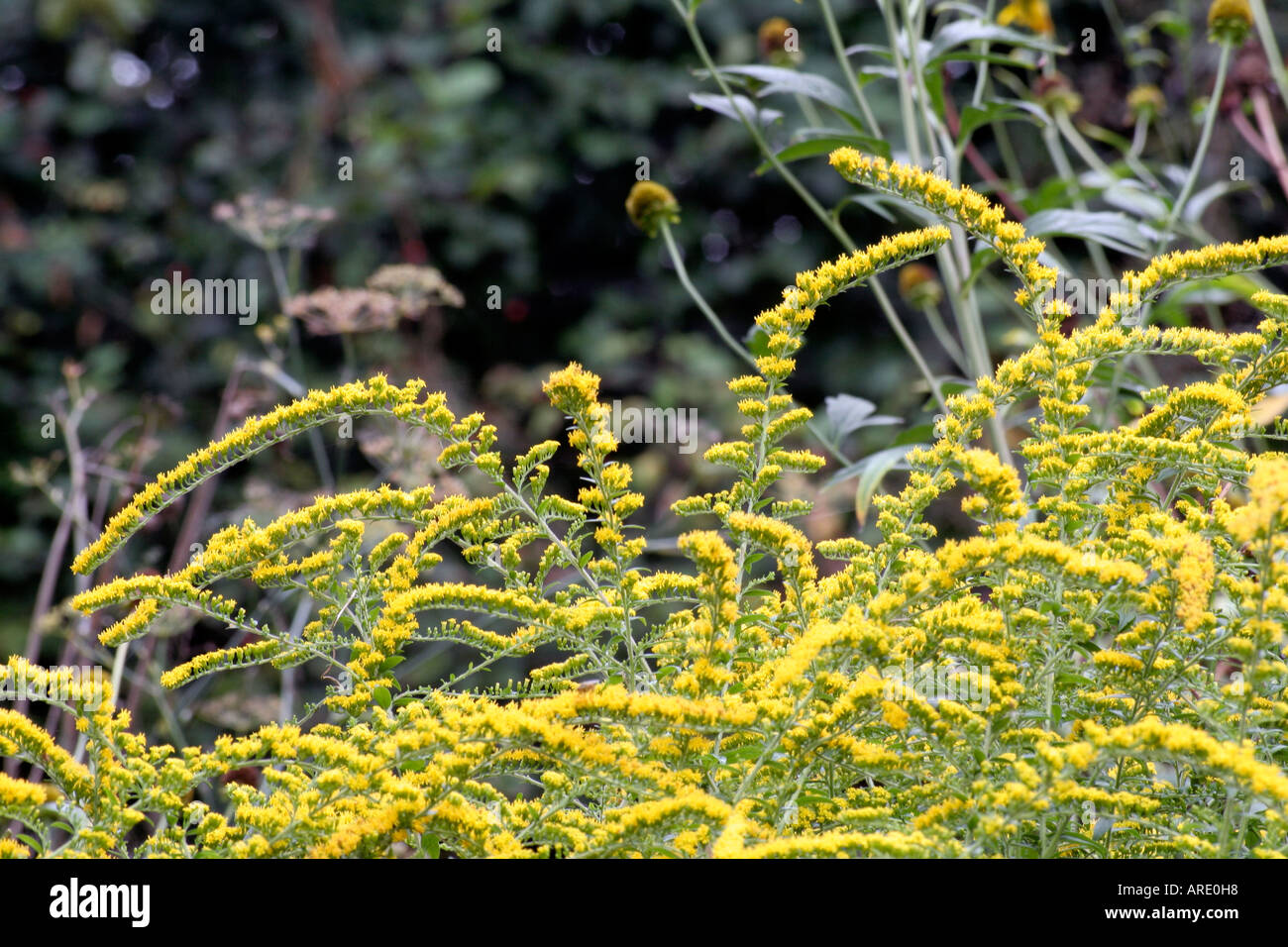 Solidago rugosa Fireworks lives up to its name in late September and October Stock Photo