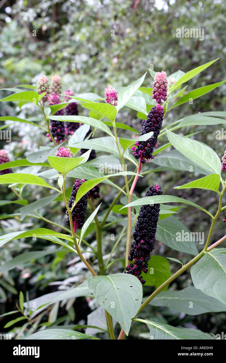 Phytolacca americana the north American Pokeweed bears toxic shiny purple fruits in the autumn Stock Photo
