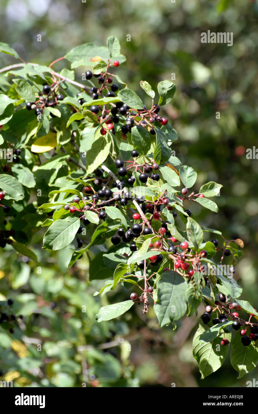 Frangula alnus Alder Buckthorn showing fruits in September Stock Photo
