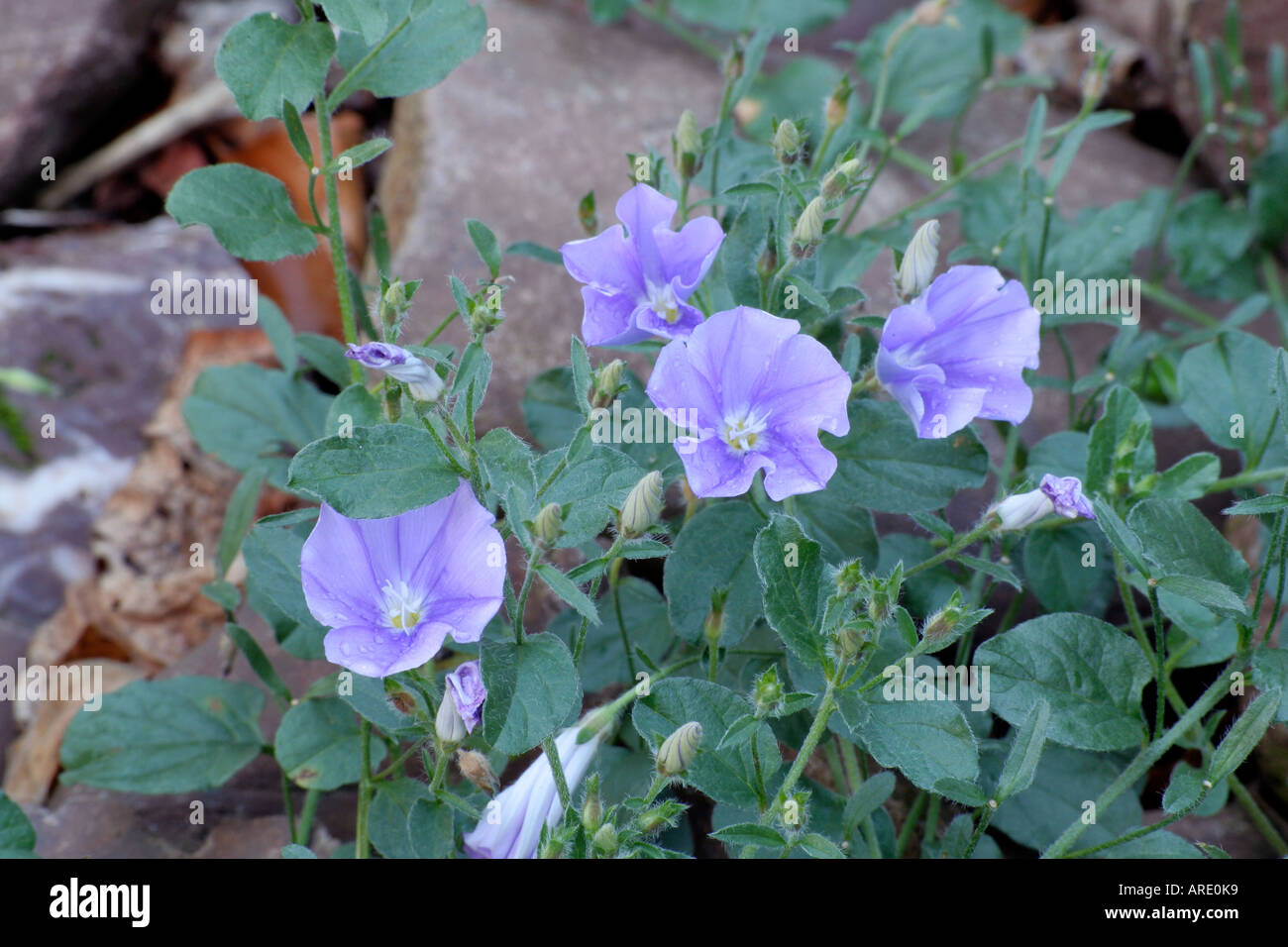 Convolvulus mauritanicus sabatius blue bindweed sun summer garden ...