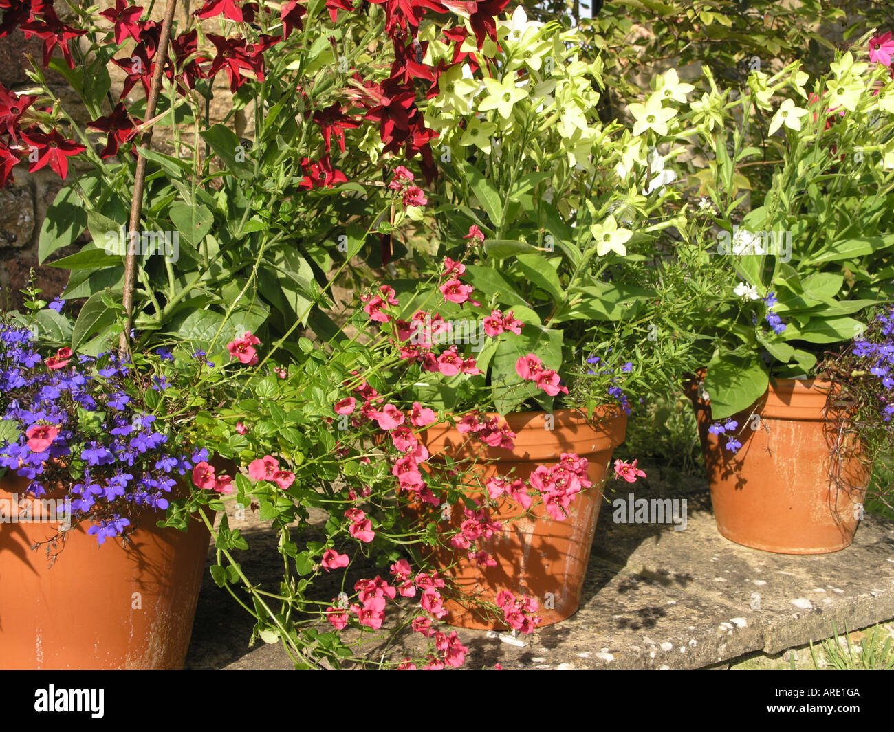 Potted plants in terracotta pots Stock Photo Alamy