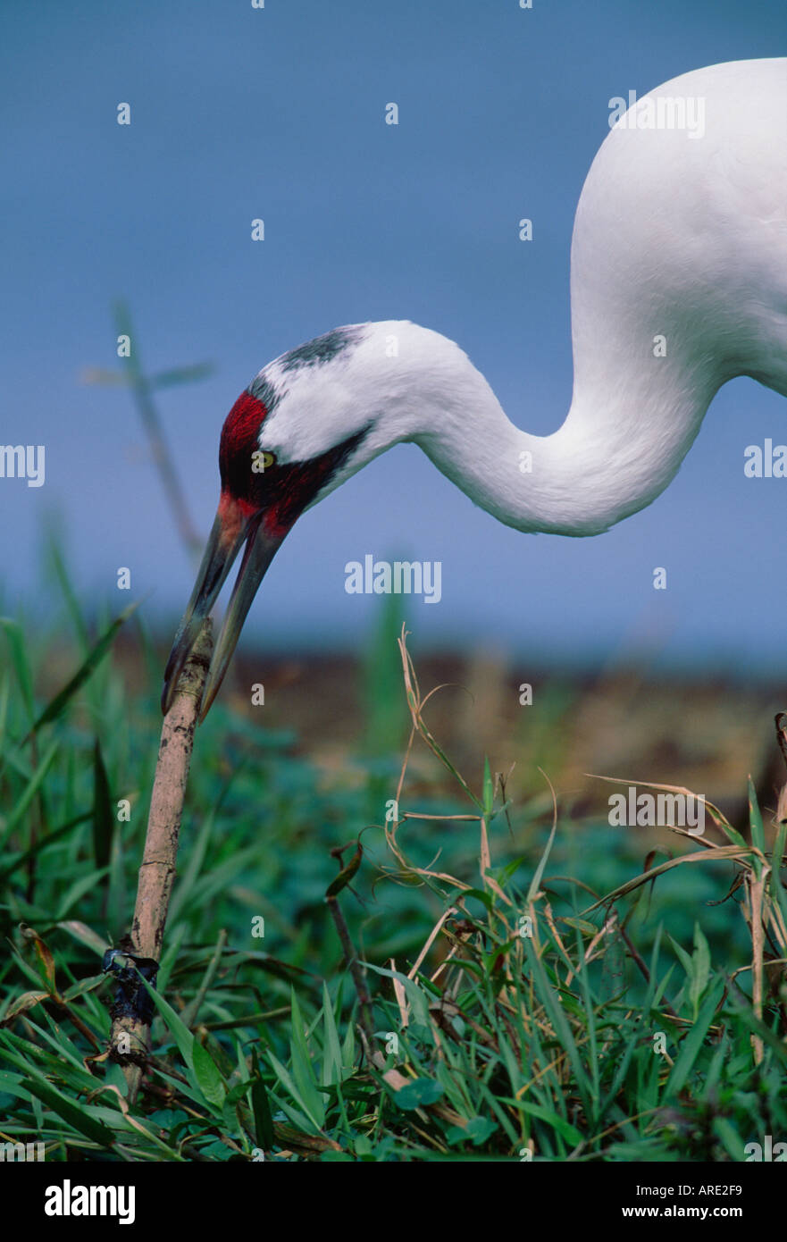 Whooping crane florida hires stock photography and images Alamy