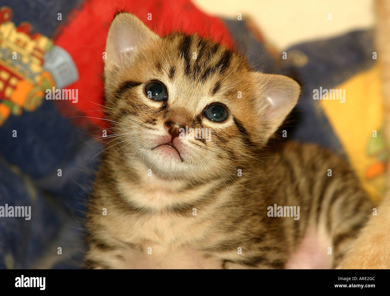 Cross Eyed Kitten Stock Photo Alamy