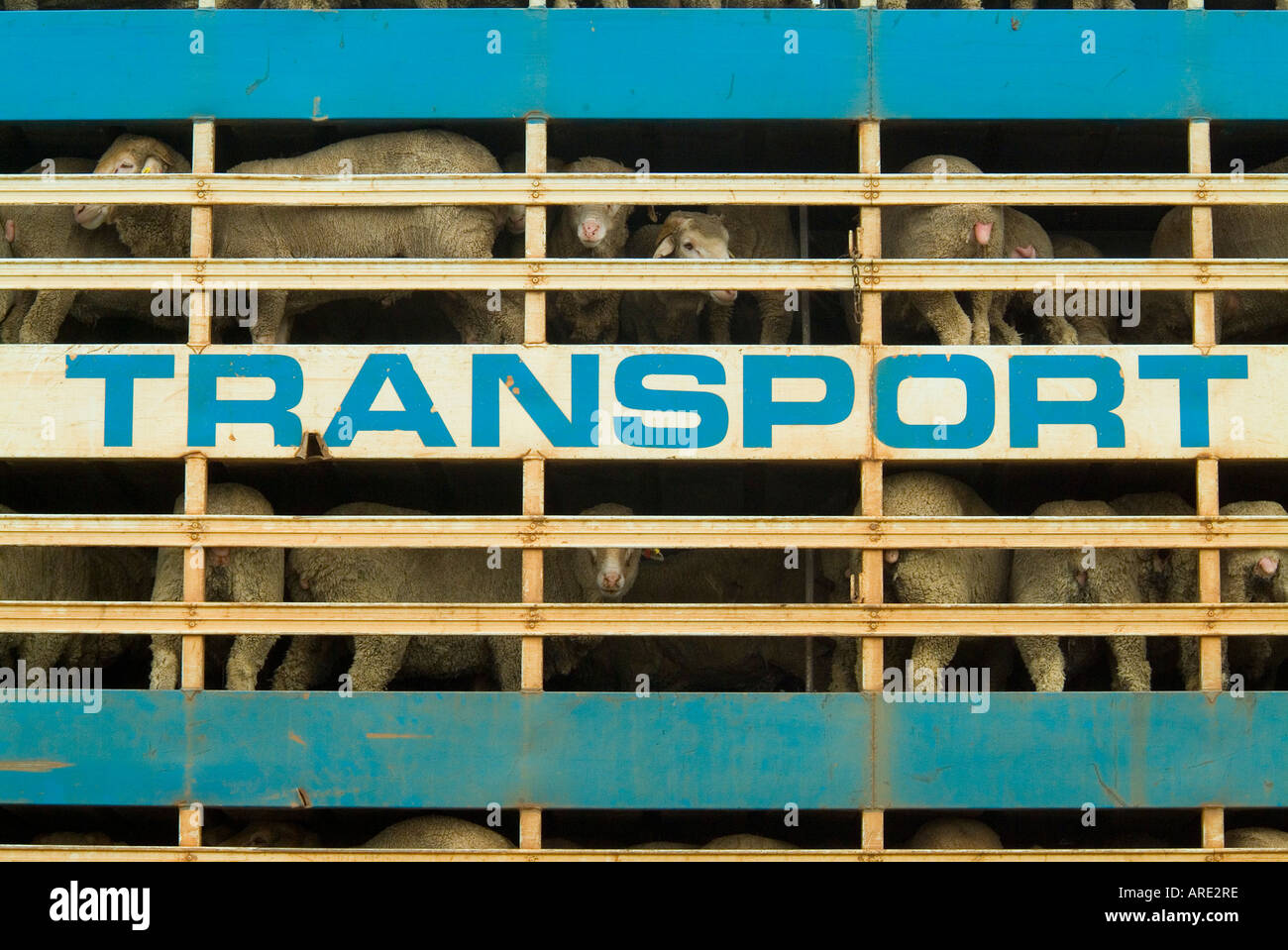 Sheep transported in trucks Stock Photo Alamy