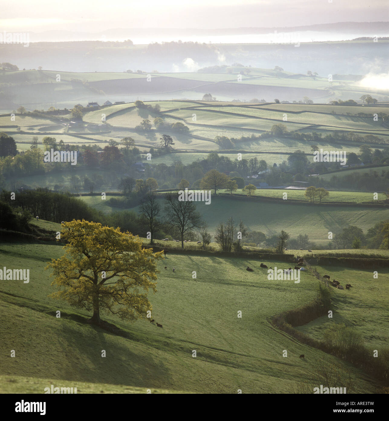 Misty valley farmland in early spring morning in East Devon Stock Photo