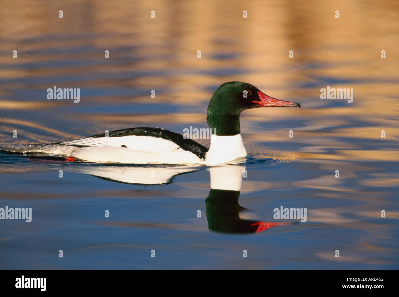 Male common merganser duck cruising on lake Stock Photo - Alamy