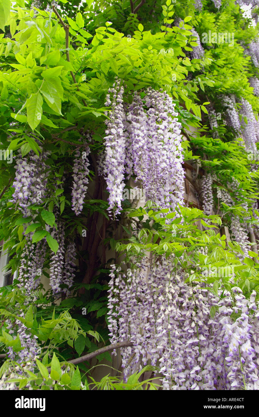 Wisteria formosa hi-res stock photography and images - Alamy