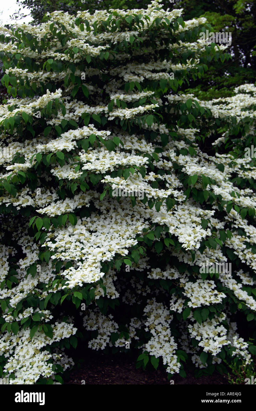 Téléchargement gratuit Images Japanese Snowball Viburnum Stock Photos Japanese Snowball