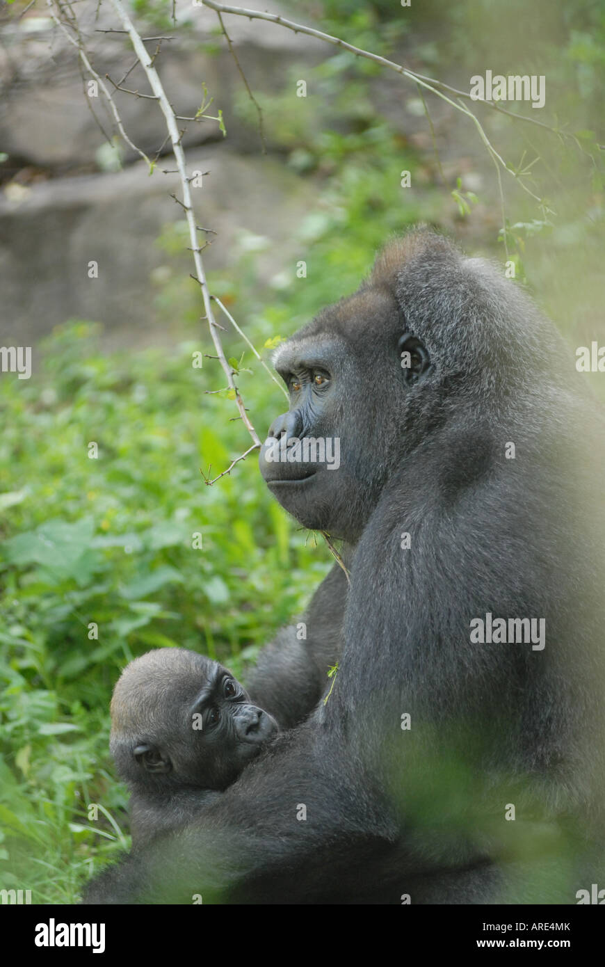 Gorilla mother and young baby Franklin Park Zoo Boston Massachusetts (MA) United States of America (USA) Stock Photo