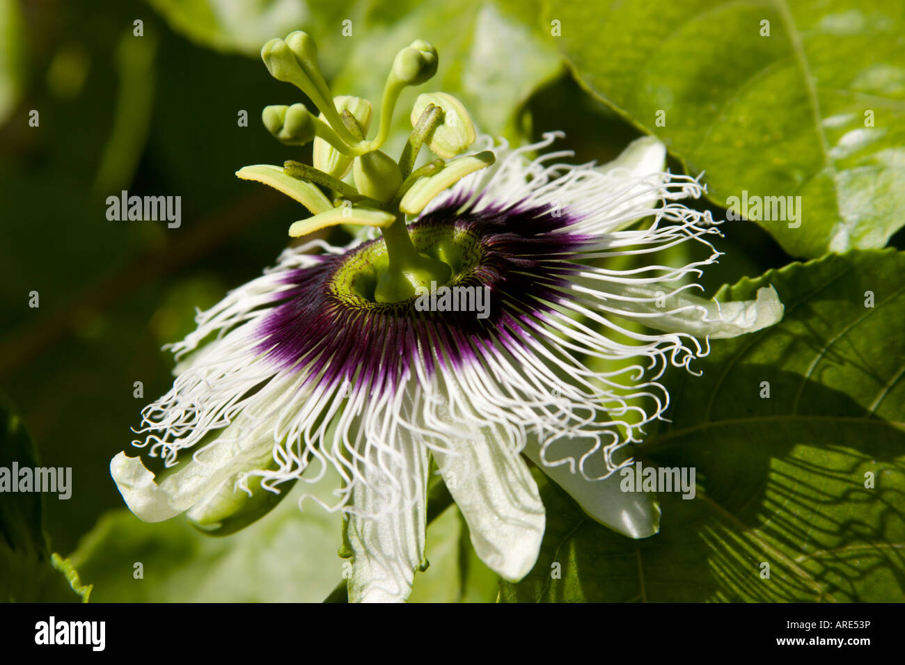passion flower exotic tropical Stock Photo
