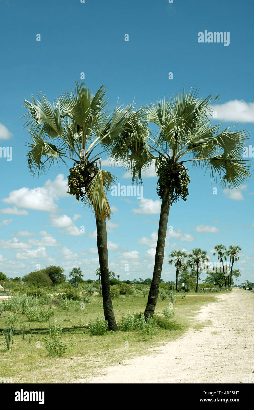 Ivory Palm trees near Ondangwa, Northern Namibia Stock Photo