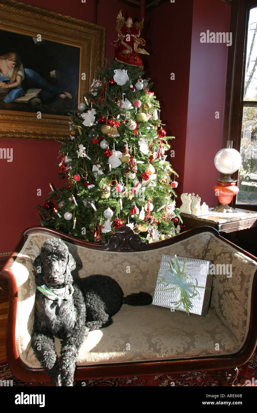 Norfolk Virginia,Freemason District,pet pets,dog dogs,pet pets,canine