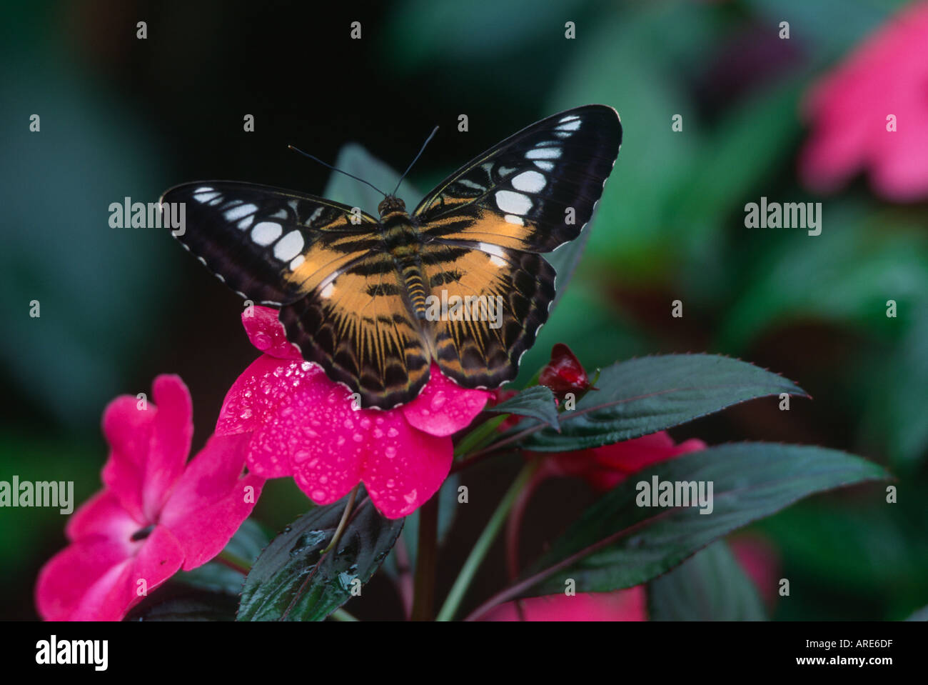 Brown Clipper Butterfly-Note-Captive subject Stock Photo